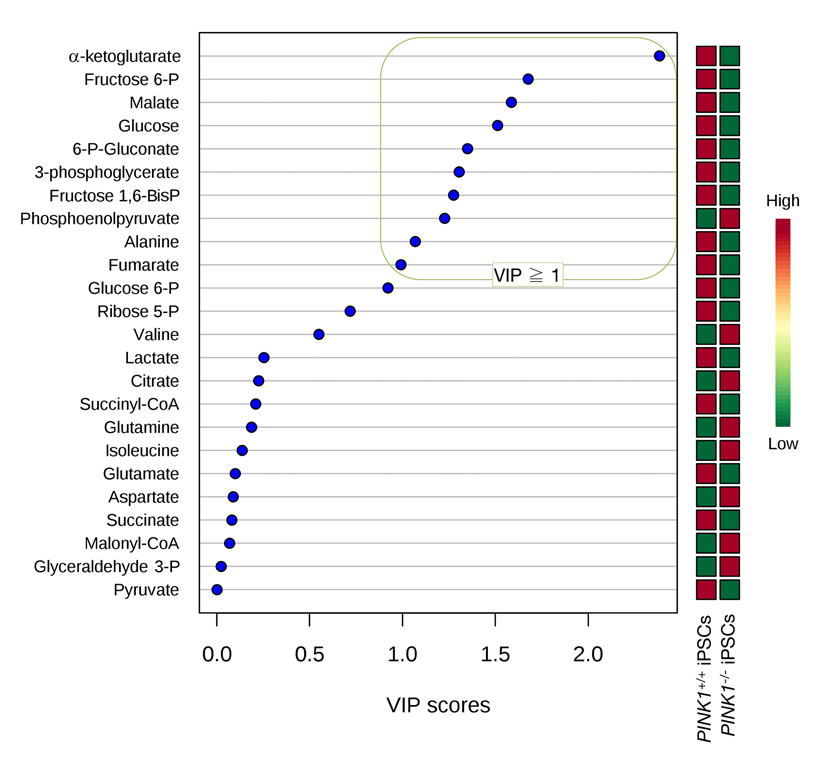 α-ketoglutarate is the most impacted metabolite in mitophagy deficient-iPSCs