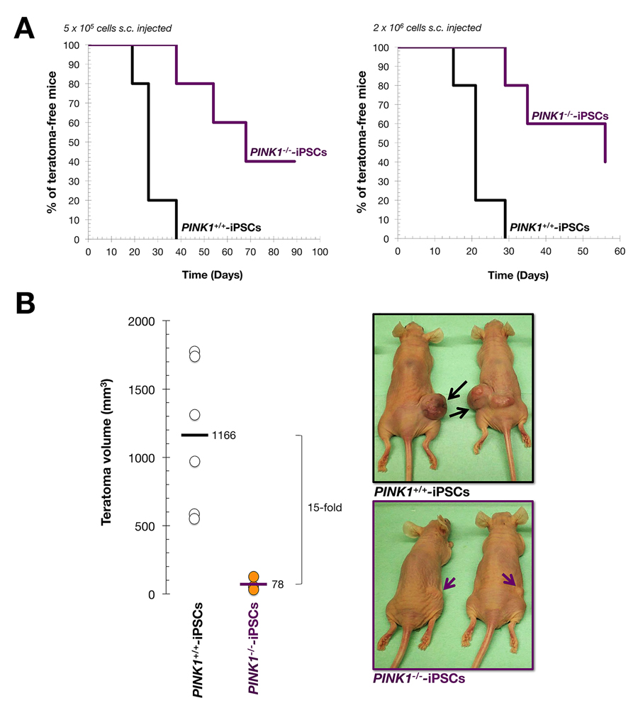 Mitophagy deficiency reduces tumorigenicity of iPSC colonies