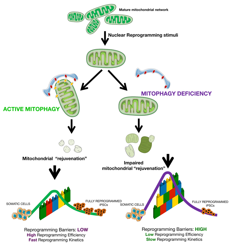 Mitophagy-regulated nuclear reprogramming of somatic cells into pluripotent stem cells