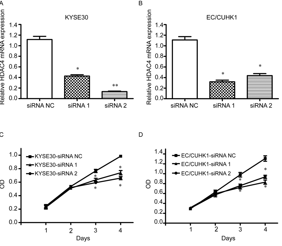 HDAC4 silencing inhibits cell proliferation