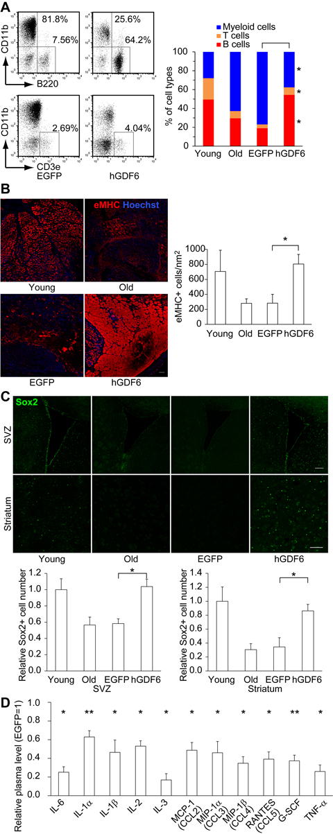 Lentiviral transduction of Gdf6 ameliorated age-related pathologies