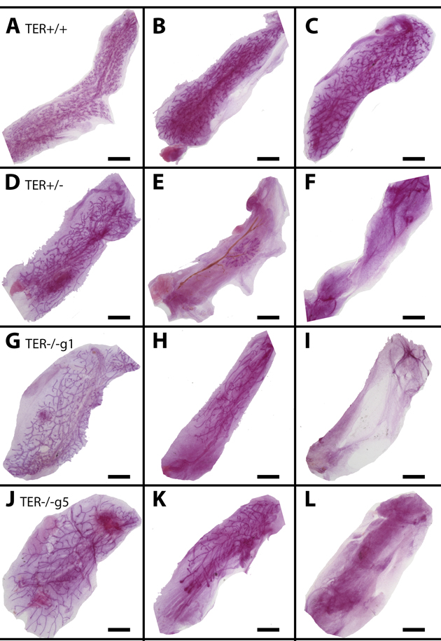 Shortened telomeres lead to enhanced mammary gland senescence upon serial transplantation