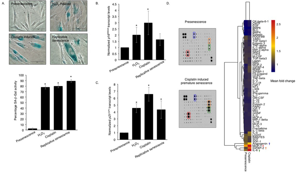 Genotoxic stress induces a pro-inflammatory SASP in normal human oral fibroblasts