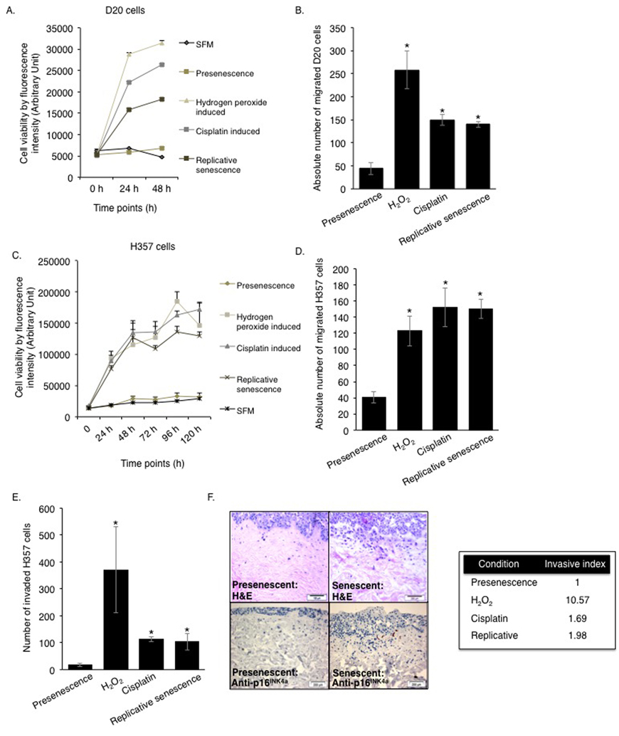 The SASP engenders a protumourigenic phenotype to the senescent oral fibroblasts