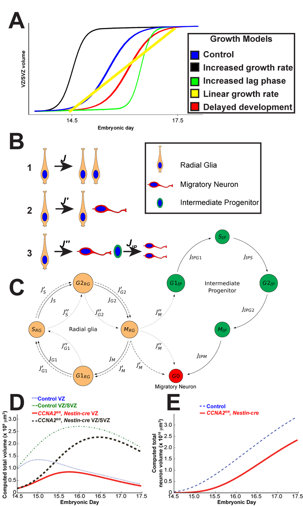 Mathematical modeling of forebrain growth. (A) Hypothetical models of forebrain growth. Various possible explanations of forebrain growth in CCNA2fl/fl, Nestin-cre brains are presented. (B) Schematic of the fates of a radial glia neural stem cell in our model. Radial glia can divide in (1) a symmetric self-renewal, (2) an asymmetric self-renewal generating a migratory neuron and a radial glia, or (3) an asymmetric, non-renewing division generating a migratory neuron and an intermediate progenitor, with the intermediate progenitor dividing into two migratory neurons. (C) Diagram of cell cycle progression corresponding to our mathematical model. Cells leave each phase of the cell cycle at different rates J(.) depending on population size and mitotic age. These parameters are described in Supplemental Table S4. Cells are also able to enter an apoptotic state from each phase. The flows between the cell cycle phases for each type of division in (A) are noted by J, J′, J′′, or JIP. (D) Computed volumes of the VZ and combined VZ/SVZ for CCNA2fl/fl, Nestin-cre and control simulations. The control VZ volume plateaus at approximately E15, whereas it continues to grow in the CCNA2fl/fl, Nestin-cre until E15.5. Similar trends are seen in the combined VZ/SVZ volumes. The x-axis is the embryonic day, and the y-axis is the volume of the VZ or combined VZ/SVZ. (E) The cumulative neuronal output of the VZ/SVZ during E14.5-E17.5 of the CCNA2fl/fl, Nestin-cre simulations trails that of the control throughout the time period. The x-axis is embryonic day, and the y-axis is total neuronal volume.