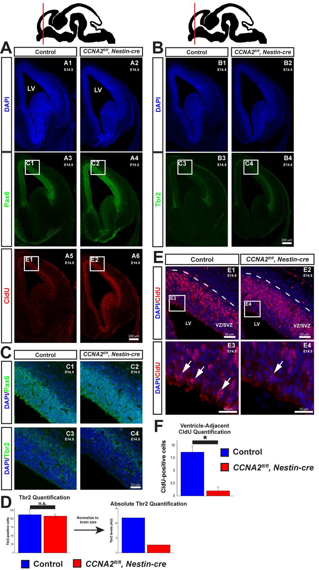 Delayed forebrain development in CCNA2fl/fl, Nestin-cre animals. (A) A timed-pregnant E14.5 dam was injected with CldU then euthanized. Embryos were stained for Pax6, CldU, and DAPI. Experimental condition is indicated above, molecular markers are color-coded on the left. LV = lateral ventricle. (B) Sections were stained for Tbr2. Experimental condition is indicated above, molecular markers are color-coded on the left. (C) Pax6 and Tbr2-positive cells are appropriately localized in CCNA2fl/fl, Nestin-cre forebrains, indicating preserved cytoarchitecture. Image locations are indicated in (A) and (B). (D) Quantification of Tbr2-positive cells. Cells were counted in a 100x180 μm counting frame in the VZ/SVZ. Tbr2-positive cells were unchanged within each counting frame. Accounting for the reduced size of the E14.5 VZ/SVZ there is a reduction in total Tbr2-positive cells. The y-axis is total Tbr2-positive cells. Unpaired t-test, n.s. = not significant, p > 0.05, n = 3 embryos per condition. (E) High magnification images of CldU staining in (A). Experimental condition is indicated above, molecular markers are color-coded on the left. Arrows indicate CldU-positive cells adjacent to the ventricle. (F) Quantification of CldU-positive cells adjacent to the lateral ventricle. CldU-positive cells were counted in a 100x10 μm bin adjacent to the ventricle. CldU-positive cells adjacent to the lateral ventricle were reduced in CCNA2fl/fl, Nestin-cre embryos. The y-axis is number of CldU-positive cells. Unpaired t-test, p 