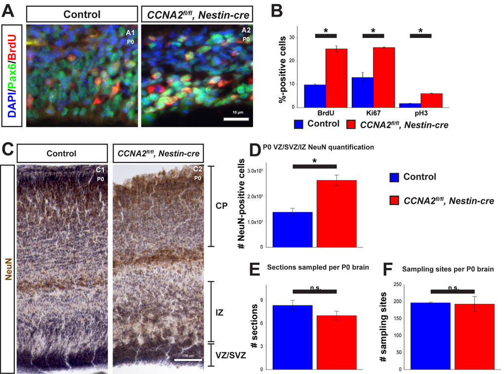 Newborn CCNA2fl/fl, Nestin-cre animals exhibit a developmental delay. (A) P0 animals were pulsed with BrdU for 30 minutes before euthanasia and tissue stained for BrdU and Pax6. (B) Quantifications of BrdU, Ki67, and pH3 were significantly elevated in CCNA2fl/fl, Nestin-cre mice. The y-axis is the percentage of cells positive for each marker in the VZ/SVZ. Unpaired t-test, * = p C) P0 brains were sectioned for unbiased stereology, stained for NeuN, and counterstained with hematoxylin. NeuN-positive cells were quantified in the combined VZ/SVZ and intermediate zone (IZ). Experimental conditions are indicated above, molecular marker is color-coded on the left. VZ/SVZ, intermediate zone (IZ), and CP are indicated. (D) Optical fractionator measurements of NeuN-positive cells in the VZ/SVZ/IZ show increased neuronal output in CCNA2fl/fl, Nestin-cre animals compared to controls, indicative of a developmental delay. The y-axis is the number of NeuN-positive cells in the VZ/SVZ/IZ per brain. Unpaired t-test, * = p E) Measurement of the number of sections sampled and (F) measurement of the number of sampling sites. There was no significant difference in either metric, precluding the possibility that the increased NeuN was due to a difference in brain size. For (E), the y-axis is the number of sections sampled per brain. For (F), the y-axis is the number of sampling sites per brain. Unpaired t-test, n.s. = not significant, p > 0.05, n = 3 brains per condition. Error bars for all graphs represent s.e.m.