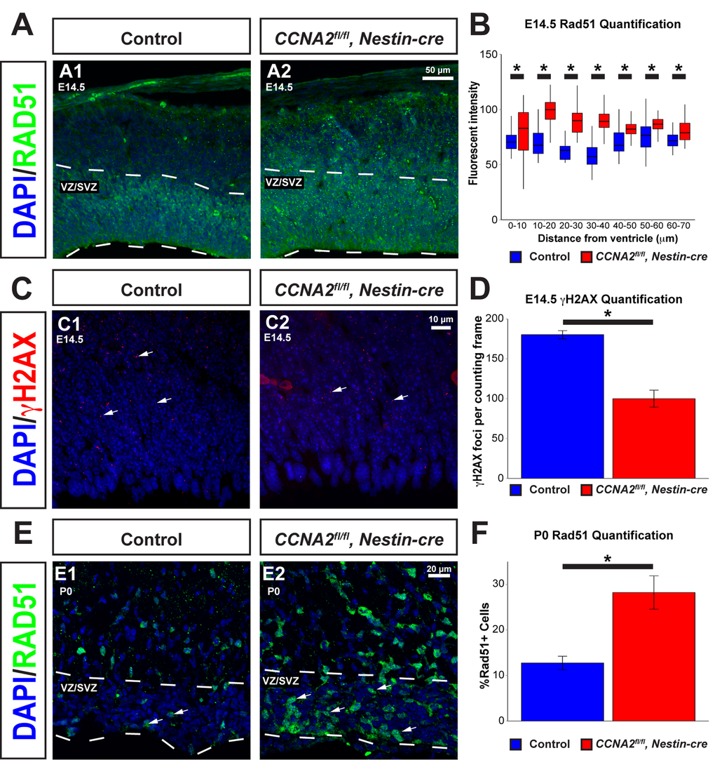 Rad51 levels are increased in the VZ/SVZ of CCNA2fl/fl, Nestin-cre animals. (A) Cryosections from E14.5 brains were stained for Rad51. The VZ/SVZ is denoted by a dashed line. (B) Quantification of Rad51 levels in the E14.5 VZ/SVZ shown in (A). Profile plots of fluorescence intensity in 10 μm bins from the ventricle show increased Rad51 levels in the VZ/SVZ. The y-axis is Rad51 fluorescence intensity, and the x-axis is distance from the ventricle. Unpaired t-test, * = p C) Sections of E14.5 brains were stained for γH2AX. Arrows indicate foci of γH2AX. (D) Quantification of γH2AX levels in the E14.5 VZ/SVZ shown in (C). γH2AX foci are decreased in CCNA2fl/fl, Nestin-cre animals compared to controls. γH2AX foci were counted in a standard 50x90 μm counting frame. The y-axis is γH2AX foci per counting frame. Unpaired t-test, * = p E) Cryosections of P0 brains were stained for Rad51. Arrows indicate Rad51-positive cells. The VZ/SVZ is denoted by a dashed line. (F) Quantifications of images from (E). Percentage of cells expressing Rad51 were counted and normalized to total nuclei in the VZ/SVZ. The percentage of Rad51-positive cells is increased in CCNA2fl/fl, Nestin-cre brains. The y-axis is the percentage of cells in the VZ/SVZ that express RAD51. Unpaired t-test, * = p 