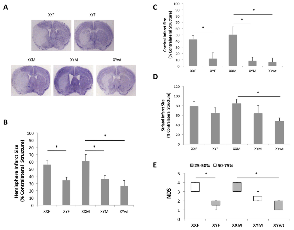 Stroke outcomes of 72 hours after MCAO