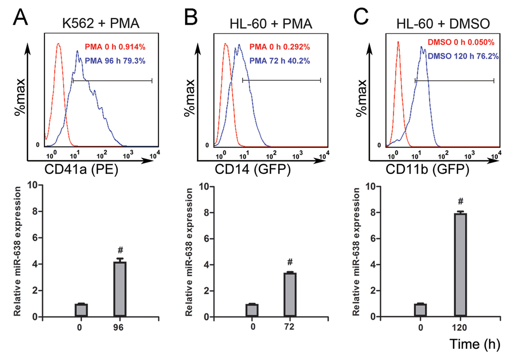 The expression of miR-638 is up-regulated in terminally differentiated cells