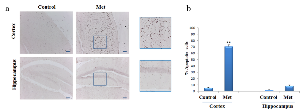 Metformin induces apoptosis mainly in neurons of cortex region. TUNEL assay was performed on the paraffin sections of cortex and hippocampus obtained from mice untreated or treated with metformin to detect apoptotic nuclei (brown). (a) Representative cortex and hippocampus brain sections stained with TUNEL in control and metformin treated mice. High magnification of the squared areas is shown. (b) The histogram indicates the percentage of positive cells both in cortex and hippocampus regions normalized to the control. 10X original magnification. Scale bars = 100 μm. n=5 per group