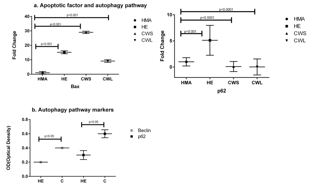 Fold change (±SD) in expression of mRNA for (a) the apoptotic factor Bax and the autophagy-related Sequestosome 1 (p62/SQSTM1) in the Quadriceps muscle of C, HE and HMA groups: HMA (n=22), HE (n=20), CWS (n=18), CWL (n=10). Fold-change of mRNA expression is relative to HMA. Statistical analysis was carried out on deltaCT values. Q-PCR results show upregulation of pro-apoptotic Bax (pb) Western blot analysis indicates activation of the degradation pathway (Beclin and p62/SQSTM1) in the Quadriceps muscle of C compared with the HE group. Data are means ± SEM from C (n=9) and HE (n=8) groups for p62 and C (n=9) and HE (n=9) for Beclin. The analysis demonstrates significant upregulation of these proteins in muscle from C compared with HE (p