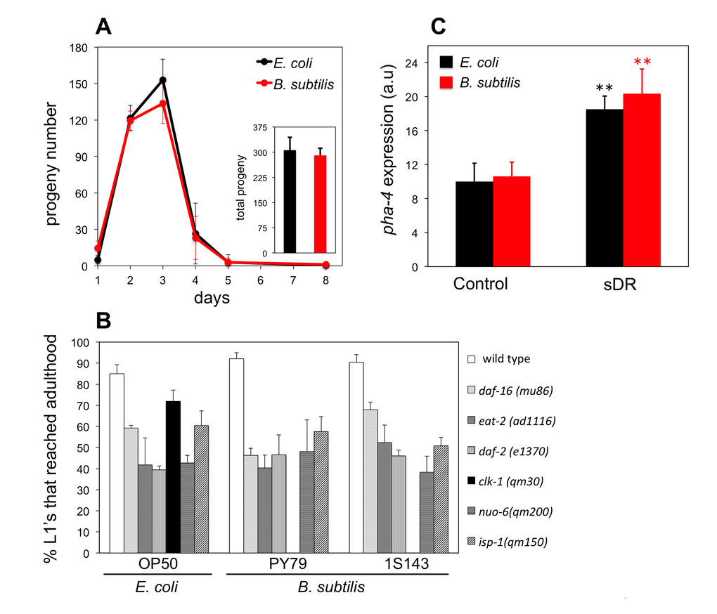 B. subtilis fed worms are not dietary restricted. (A) Daily average number of progeny ± S.E.M per worm and diet (n = 5 for each group). Inset bars represent the total average progeny ± S.E.M per worm on E. coli and B. subtilis. y-axis shows progeny number. x-axis shows age of adult worms. No statistical differences for each diet and group were observed (p > 0.05, Student’s t test). (B) Percentage of L1 larvae that became adults when fed E. coli or B. subtilis, wild type (PY79) and spore-less mutant (1S143), after 2.7 days (wild type worms), 2.7 days (daf-16 worms), 2.9 days (eat-2 worms), 3.6 days (daf-2 worms), 3.2 days (clk-1 worms), 5.0 days (nuo-6 worms), 5.0 days (isp-1 worms). y-axis shows percentage of L1 larvae that reached adulthood. x-axis shows E. coli or B. subtilis fed worms. n = 44-160 worms per group. Bars indicate the mean value ± S.E.M. No statistical differences for each diet and group were observed (p > 0.05, Student’s t test) except for clk-1 worms. (C) pha-4::mCherry fluorescent marker expression for 2 day old adults exposed to plenty of food (Control) or dietary restricted (sDR). y-axis shows levels of fluorescent expression in arbitrary units. x-axis shows E. coli or B. subtilis fed worms. Bars indicate mean fluorescent marker expression ± S.E.M. n = 10-20 for each group (**p 