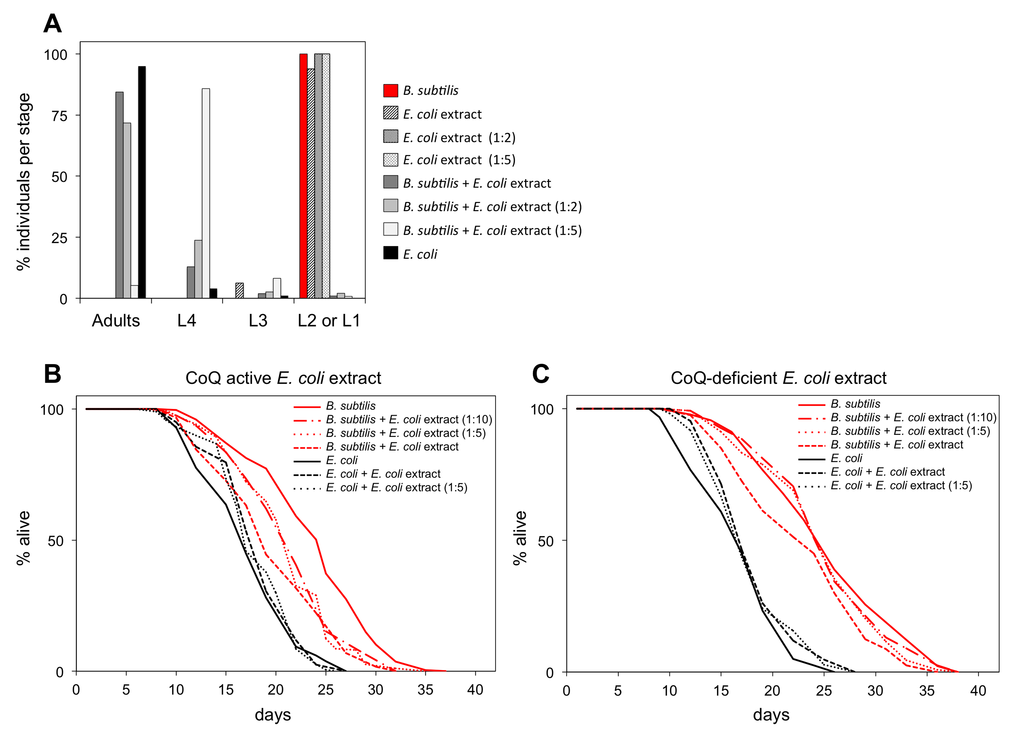 B. subtilis fed worms supplemented with coQ-active E. coli extract have shortened longevity. (A) Development of synchronized clk-1(qm30) L1 larvae after 4.7 days feeding on E. coli, E. coli extract at different concentrations, or B. subtilis with or without supplementation of E. coli extract at different concentrations. y-axis shows percentage of individuals that reached each developmental stage. x-axis shows developmental stages. n= 51-160 worms per group (B) Life span curves for adult worms maintained on E. coli or B. subtilis with or without supplementation of coQ-active E. coli (OP50) extract at different concentrations. (C) Life span curves for adult worms maintained on E. coli or B. subtilis with or without supplementation of coQ-deficient E. coli (GD1) extract at different concentrations. (B and C) y-axis indicates percentage of worms that are alive. x-axis indicates day of adulthood. See also Table S4.