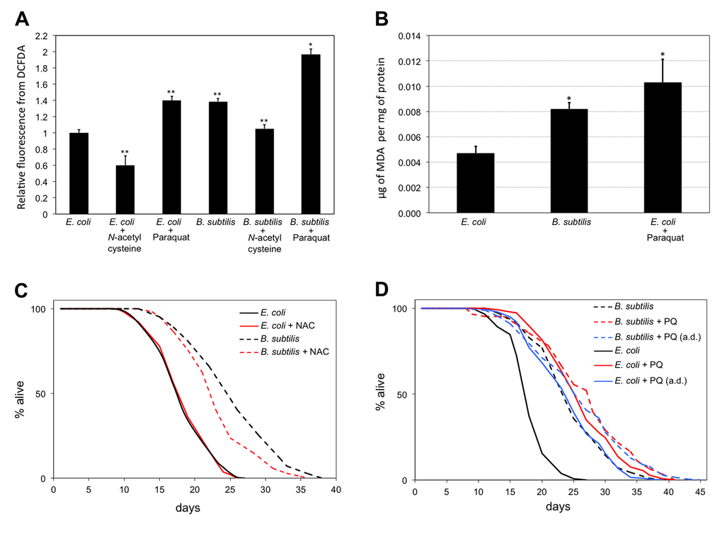 B. subtilis fed worms live longer and are in a higher oxidation state than E. coli fed worms. (A) B. subtilis fed worms have higher ROS levels than E. coli fed worms. Treatment with the antioxidant NAC (10 mM) decreases ROS levels of worms in both diets. Treatment with the pro-oxidant PQ (0.1 mM) increases the ROS levels of worms in both diets. Bars indicate the relative mean fluorescent marker expression ± S.E.M difference to the E. coli fed worms control. n = 10-20 for each group (**p B. subtilis fed worms treated with NAC and for B. subtilis fed worms treated with PQ is established with respect to B. subtilis fed worms. y-axis indicates relative fluorescence from DCFDA. x-axis indicates diet and treatment of worms. (B) B. subtilis fed worms have higher MDA levels than E. coli fed worms. n = 3-4 for each group (*p C) Life span curves for adult worms maintained on E. coli or B. subtilis with or without NAC treatment. (D) Life span curves for adult worms maintained on E. coli or B. subtilis with or without PQ treatment. Worms were subjected to PQ treatment since L1, or since adulthood (a.d.). (C-D) y-axis indicates percentage of worms that are alive. x-axis indicates day of adulthood. See also Table S5.