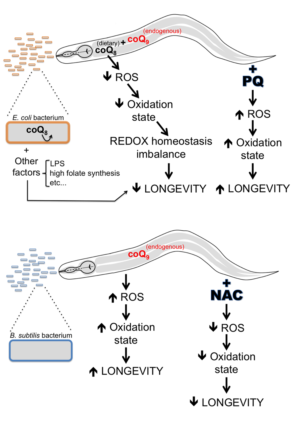 A model explaining life span differences for worms fed E. coli vs. B. subtilis. CoQ-supplemented E. coli fed worms have lower ROS levels and a lower oxidation state than coQ-deficient B. subtilis fed worms. The lifelong antioxidant effect of coQ supplementation by the E. coli diet provokes detrimental alterations in the worm cellular REDOX homeostasis, which in turn lead to a decrease of C. elegans longevity. Increasing the ROS levels of E. coli fed worms by PQ treatment would increase the oxidation state of worms and rebalance the cellular REDOX homeostasis of E. coli fed worms. CoQ-deficient B. subtilis fed worms have higher ROS levels and a higher oxidation state than coQ-supplemented E. coli fed worms. The lack of coQ supplementation by the B. subtilis diet leads to worms with a balanced cellular REDOX homeostasis. Decreasing the ROS levels of B. subtilis fed worms by NAC treatment would decrease ROS levels and the oxidation state of worms and cause alterations in the cellular REDOX homeostasis of B. subtilis fed worms. Other E. coli factors (LPS, high folate synthesis, etc.) would also contribute to the life span difference between E. coli and B. subtilis fed worms.