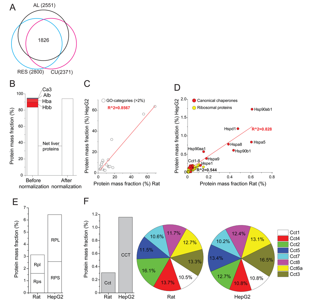 Relative mass fraction values of significantly quantified proteins from rat livers. (A) Venn diagram: numbers (in brackets) of significantly quantified proteins, separately in AL-, RE- and CU livers. The sum of masses of the 1826 significantly quantified proteins in all three treatments was 92% of the total mass. (B) The sum of the relative mass fractions of the 2551 significantly quantified proteins in AL livers, before (left) or after (right) their correction by subtracting the most abundant blood proteins, Hemoglobin (Hba, Hbb), carbonic anhydrase (Ca3) and serum albumin (Alb) and expressing them as net liver cell values. (C) Correlation between the total relative masses of the 21 most abundant gene ontology (GO) categories that contain more than 2% of the total protein mass in AL rat liver cells, as compared to published human HepG2 cancer cells (see Supplementary Table 2). (D) Correlation between the total relative masses of core chaperones (red) and ribosomal proteins (yellow) in AL rat liver cells, as compared to HepG2 cells. (E) Sum of relative mass proportions (%) of the large and small ribosomal proteins in AL rat liver cells (left), as compared to HepG2 cells (right). (F) Sum of relative masses (%) in AL rat liver and HepG2 cells of all CCT chaperonins (grey). (G) Relative mass distribution among the eight homologous subunits CCT1-8 (each differentially colored) in the hetero-hexadecameric chaperonin complex (right).