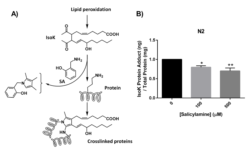 SA administration decreases formation of IsoK-lysyl-lactam protein adducts. (A) Schematic illustrating lipid peroxidation and formation of IsoKs. Isoks react with ε-amino in lysyl residues of proteins to form stable lactam adducts. Addition of the IsoK scavenger, SA, prevents IsoK adduction. (B) IsoK-lysyl-lactam adduct quantification by LC/MS/MS. IsoK-lysyl-lactam adducts were decreased with SA treatment. Data are expressed as means ± SEM from four independent experiments. *P 