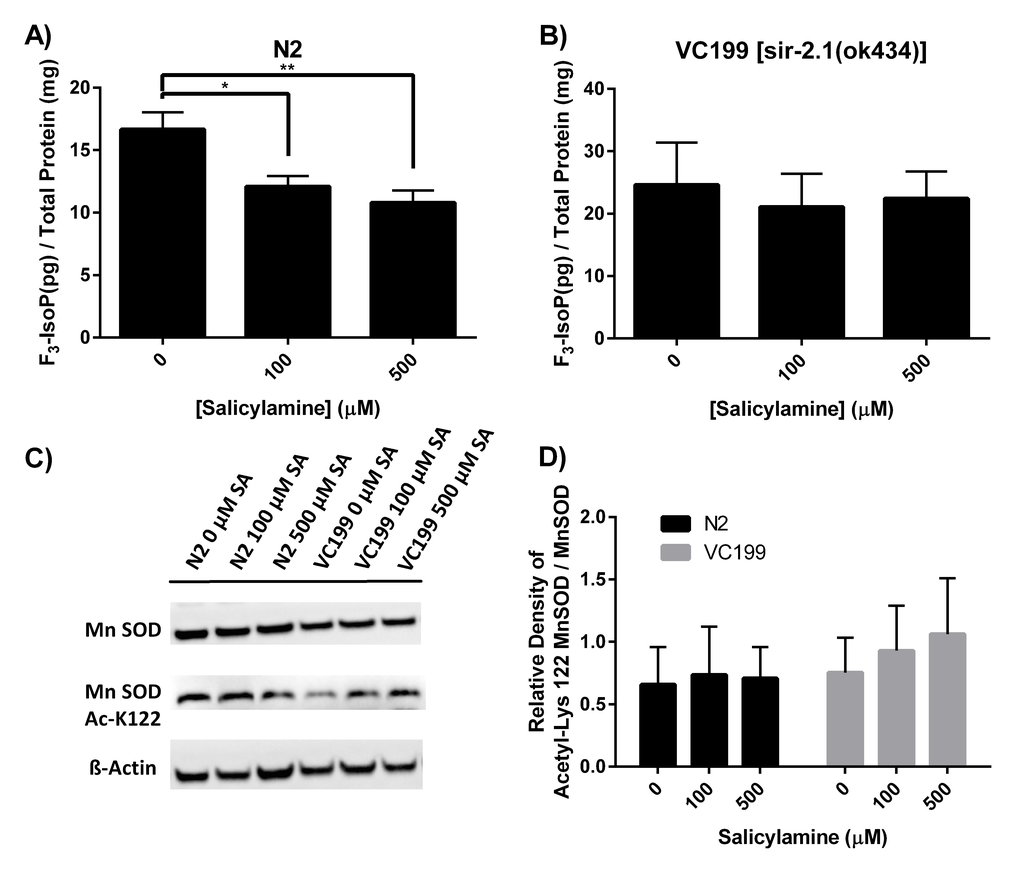 SA treatment dose-dependently decreases biomarkers of oxidant injury in a SIR-2.1-dependent manner. (A, B) Quantification of oxidant damage via F3-IsoP measurement. N2 WT and SIR-2.1 mutant animals were given SA from day 1 of adulthood until collection. Lysates were collected at day 15 of adulthood and F3-IsoPs were measured by GC/MS. Data are expressed as means ± SEM from four independent experiments. * P C) Levels of acetyl-Lys 122 MnSOD was measured from N2 WT and SIR-2.1 mutant protein extracts and analyzed by Western blot. (D) Quantification of acetyl-Lys 122 MnSOD. Treatment with SA in WT N2 nematodes show a trend toward lower acetyl-Lys 122 MnSOD compared to SIR-2.1 mutant animals. Data are expressed as means ± SEM from four independent experiments. P > 0.05.