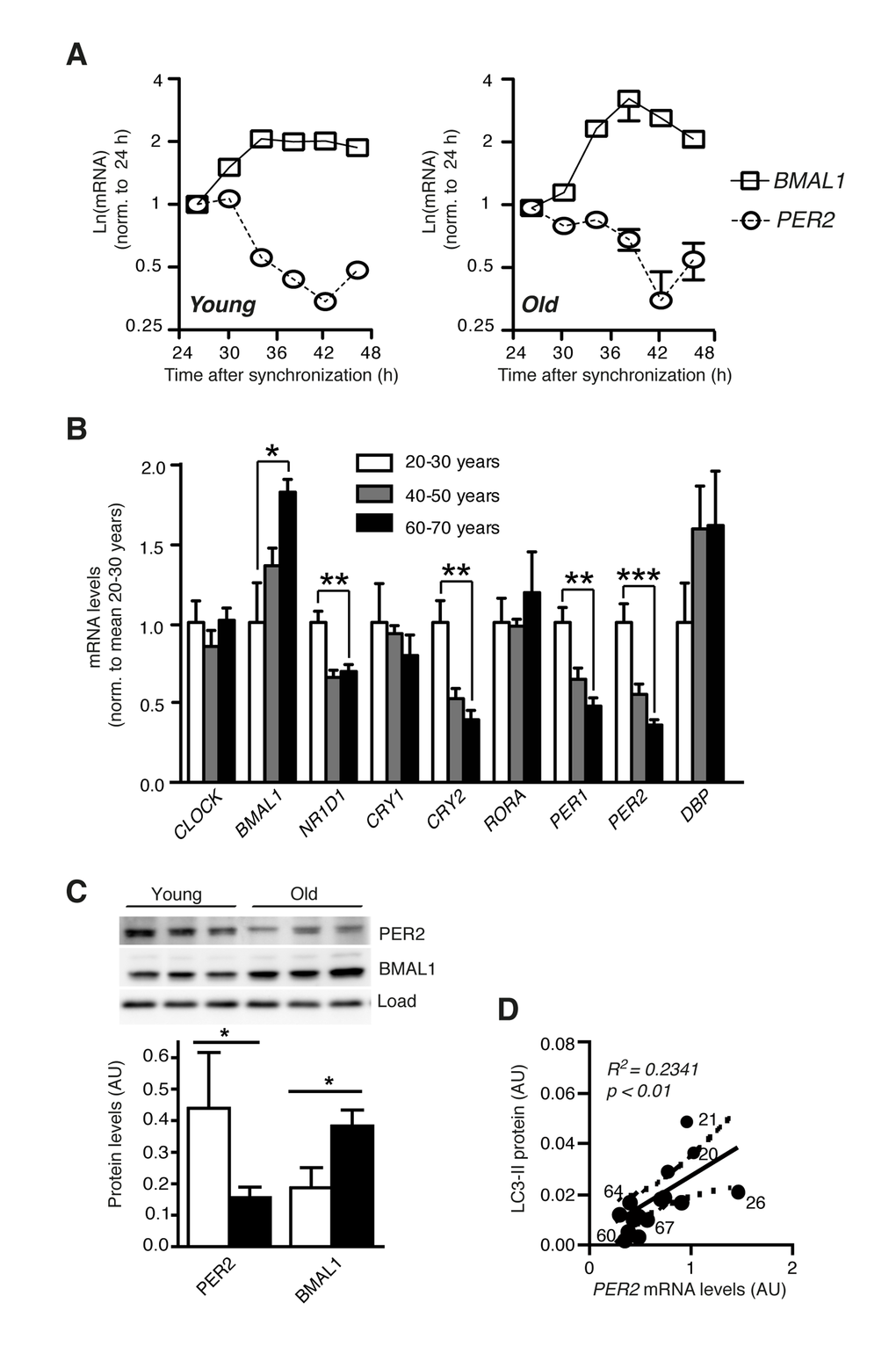 Clock gene expression is deregulated in aged primary human fibroblasts. (A) Circadian expression of Bmal1 mRNA (squares) and Per2 mRNA (circles) in primary human dermal fibroblasts from one young (age 21) and one old (age 67) donor of the cohort. (B) mRNA levels of core clock genes in cell lines from differently aged donors. Data obtained for age groups 20-30 years (white), 40-50 years (grey) and 60-70 years (black) are shown as mean ± SEM of five individual donors per age group. Data are normalised to the mean of age group 20-30 years. Asterisks indicate statistically significant differences between age groups 20-30 years and 60-70 years (unpaired t-test, two-tailed). (C) PER2 and BMAL1 protein levels in age groups 20-30 years (white) and 60-70 years (black). (D) Correlation of PER2 mRNA expression with LC3-II protein levels in the same cell lines. Solid and dashed lines indicate the linear regression curve and the 95% confidence band. Numbers next to data points show donor ages. Data are shown as mean values ± SEM, n=4.