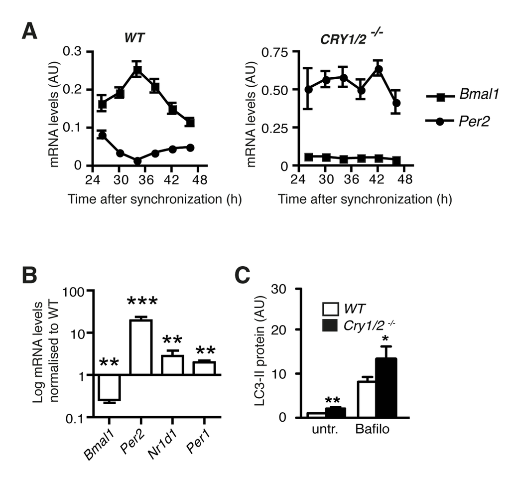 Autophagy in Cryptochrome-deficient MEFs. (A) Circadian accumulation of Bmal1 mRNA (squares) and Per2 mRNA (circles) in synchronised wild type and Cry1/2-/- MEFs. (B)Bmal1, Per2, Nr1d1 and Per1 mRNA levels in Cry1/2-/- MEFs normalised to the corresponding values in wild type MEFs. Data are shown as mean values ± SEM, n=8. (C) Autophagic flux in wild type MEFs (white) and Cry1/2-/- MEFs (black) determined by quantification of LC3-II protein levels in the absence or presence of bafilomycin (Bafilo).