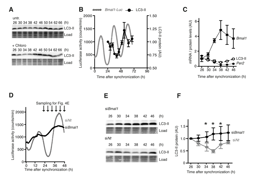 Cell-autonomous regulation of autophagy in mouse fibroblasts. (A) Western blots of LC3-II without (upper panel) or with (lower panel) the lysosome inhibitor Chloroquine in synchronised NIH 3T3 Bmal1-Luc fibroblasts. The time after Dexamethasone treatment is indicated on top. (B) Quantification of LC3-II protein levels (black) and Bmal1-Luc reporter gene activity (grey). (C) Levels of endogenous Bmal1 mRNA (squares), Per2 mRNA (closed circles) and LC3-II protein (open circles). Data are normalised to the respective mean value at 26 h. (D) Circadian luciferase activity in NIH 3T3 Bmal1-Luc fibroblasts after transfection with Bmal1-specific siRNA (black) or an equivalent dose of Non-target (Nt) siRNA (grey). (E) Expression of LC3-II protein at time points indicated in (D). (F) Quantification of LC3-II protein levels. Data are normalised to the mean value at 26 h. Asterisks designate statistically significant differences between siBmal1 and siNt (unpaired t-test, two-tailed). All data are shown as mean values ± SEM, n=4.