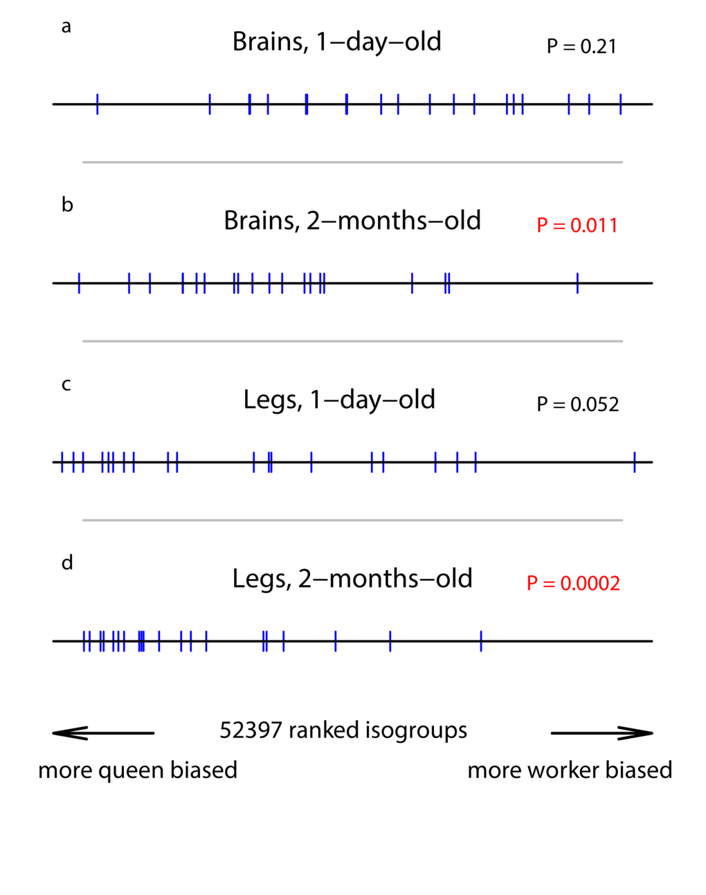 Position of our set of somatic repair genes in a ranked list of all isogroups. The horizontal line represents the list of isogroups, ranked according the their significance in bias towards queens or workers, with isogroups in the middle showing relatively unbiased expression. Each vertical bar represents the position of one of our candidate genes. The P-values were generated by the GSEA analysis and represent a test of the null hypothesis that the blue bars are randomly distributes along the black line. (a) RNA extracted from brains of 1-day-old individuals. (b) RNA extracted from the brains of 2-month-old individuals. (c) RNA extracted from legs of 1-day-old individuals. (d) RNA extracted from legs of 2-month-old individuals.
