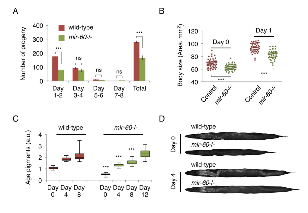 mir-60 mutants exhibit features that are commonly observed in long-lived mutants. (A) The number of progeny derived from wild-type and mir-60 mutant parents was examined. Error bars represent SE calculated from the results of 8 individual parents in each strain. P-values were calculated by unpaired t-test: ***pp=0.1 or higher. The experiments were repeated 4 times, including 25 parents in total for each strain, and essentially the same results were obtained (data not shown). (B) Body size was examined using microscopic images of approximately 50 individuals for each strain/day and shown as each dot. P-values were calculated by unpaired t-test: ***pC) The box plot represents the distribution of age pigments. a.u. denotes arbitrary unit. Approximately 25 individual animals were examined at each time point. Signal intensities were normalized by the body size in individual animals. Unpaired t-test was used to calculate p-values (compared to wild-type control at each day examined): ***pmir-60 loss on lifespan. Representative images having average pigment intensities are shown in (D) for Day 0 and Day 4 animals.