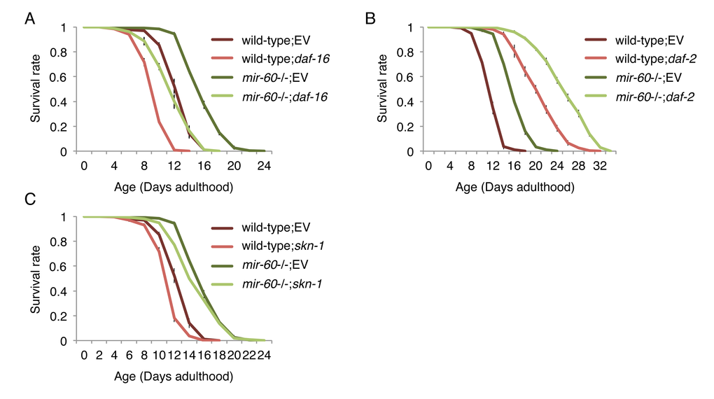 The mir-60 loss does not affect lifespans caused by RNAi inactivations against known aging genes, including (A) daf-16, (B) daf-2 and (C) skn-1. ‘EV’ denotes Empty Vector, L4440 plasmid DNA used as a control in feeding RNAi. All these lifespan assays were performed at 20 °C under the PQ 5 mM condition. Error bars represent SE calculated from 3-4 replicates. The detailed results are available in Supplemental Fig 2A-C.