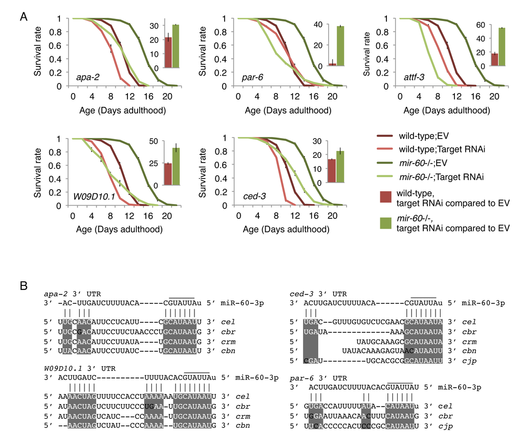 The mir-60 loss-induced enhanced resistance against the long-term mild oxidative stress is significantly suppressed by RNAi inactivations against target candidates. (A) Survival curves of wild-type and mir-60 mutant animals treated with each RNAi are shown. ‘EV’ denotes Empty Vector control in feeding RNAi. Small bar graphs indicate the percentage of RNAi-induced lifespan reduction compared to the EV control for each strain. All these lifespan assays were performed at 20 °C under the PQ 5 mM condition. Error bars represent SE calculated from 3-4 replicates. The detailed results are available in Supplemental Fig 3B. (B) Mature miR-60 strand (miR-60-3p) and its possible binding sites in 3' UTR of target candidates are shown by vertical lines. Sequence alignments are based on TargetScan and RNAhybrid programs [46,88]. Conserved regions among C. elegans (cel)-related species, including C. briggsae (cbr), C. remanei (crm), C. brenneri (cbn) and C. japonia (cjp), are highlighted by while-colored letters on gray backgrounds. Additional results are shown in Supplemental Fig 3C.