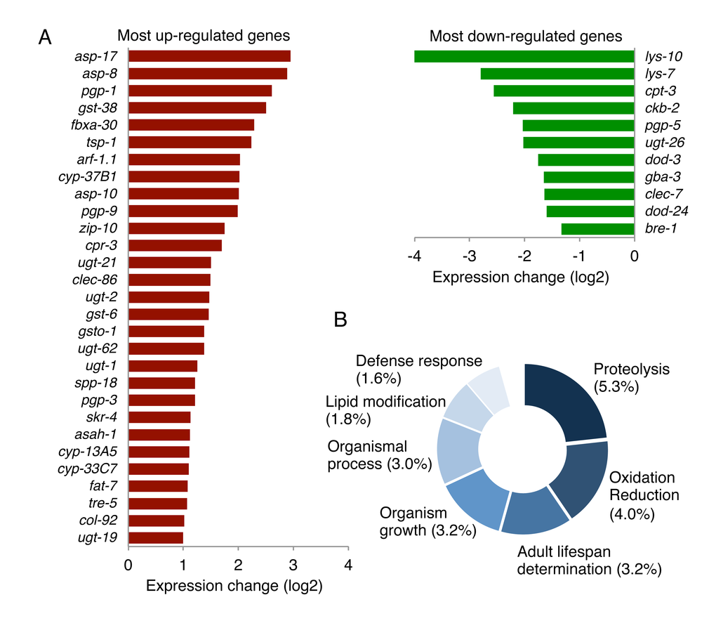 The loss of mir-60 causes changes in expression of genes involved in proteolysis and cytoprotection. (A) A list of genes significantly up/down-regulated by the mir-60 loss is shown. Genes with lower expression levels and less functional annotation are omitted in this figure for space limitation. A full list of gene expression profile is available in Supplemental Table 3 and Supplemental Table 5. (B) The result of GO-based GSEA is shown. Percentages represent the rate of gene count classified into each functional category compared to the total gene count examined. The detailed result, including statistics, is available in Supplemental Table 4.