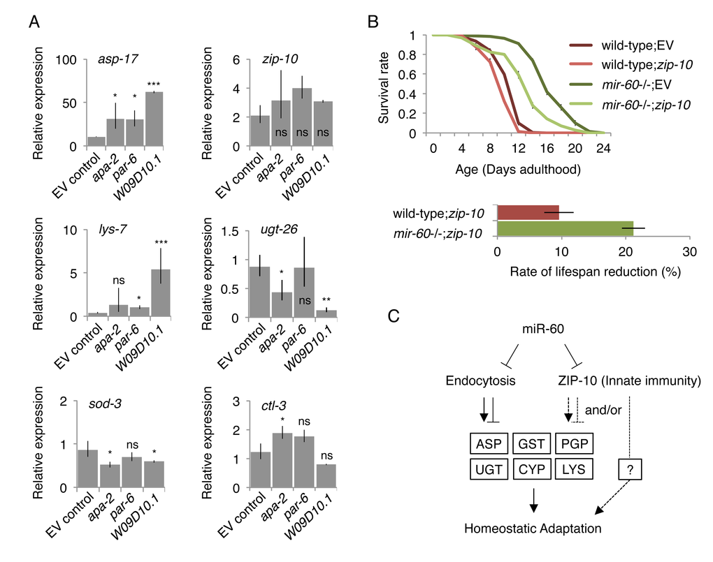 Inhibiting miR-60 target candidates abolish the mir-60 loss-induced gene expression changes and adaptive response against oxidative stress. (A) Expression was examined by qRT-PCR in the mir-60;spe-9 double mutant background, and the results were standardized by the expression level in the control spe-9 animals exposed to the empty vector control in RNAi. Error bars represent SE and p-values were calculated by paired t-test based on 3 independent trials of sample preparation: *pppB) Survival curves of wild-type and mir-60 mutant animals exposed to zip-10 RNAi are shown. A small bar graph below represents the rate of lifespan reduction of zip-10 RNAi-treated animals compared to those treated with the control RNAi. Error bars represent SE calculated from 3 replicates. The detailed results are available in Supplemental Fig 6. (C) A model illustrates the mechanism underlying mir-60 loss-induced adaptive response against chronic oxidative stress. Arrows and blunt arrows denote positive and negative interactions, respectively. miR-60 appears to directly modulate the activity of endocytosis machinery, which regulates downstream expression of genes, such as those encoding Aspartyl protease (ASP), P-glycoprotein (PGP), glutathione S-transferase (GST), UDP glucuronosyltransferase (UGT), cytochrome P450 (CYP) and lysozyme (LYS). ZIP-10, which also seems to be directly controlled by miR-60, promotes homeostatic adaptation possibly through mir-60 loss-responsive factors such as PGP, and/or unidentified factor(s) (shown by broken lines).