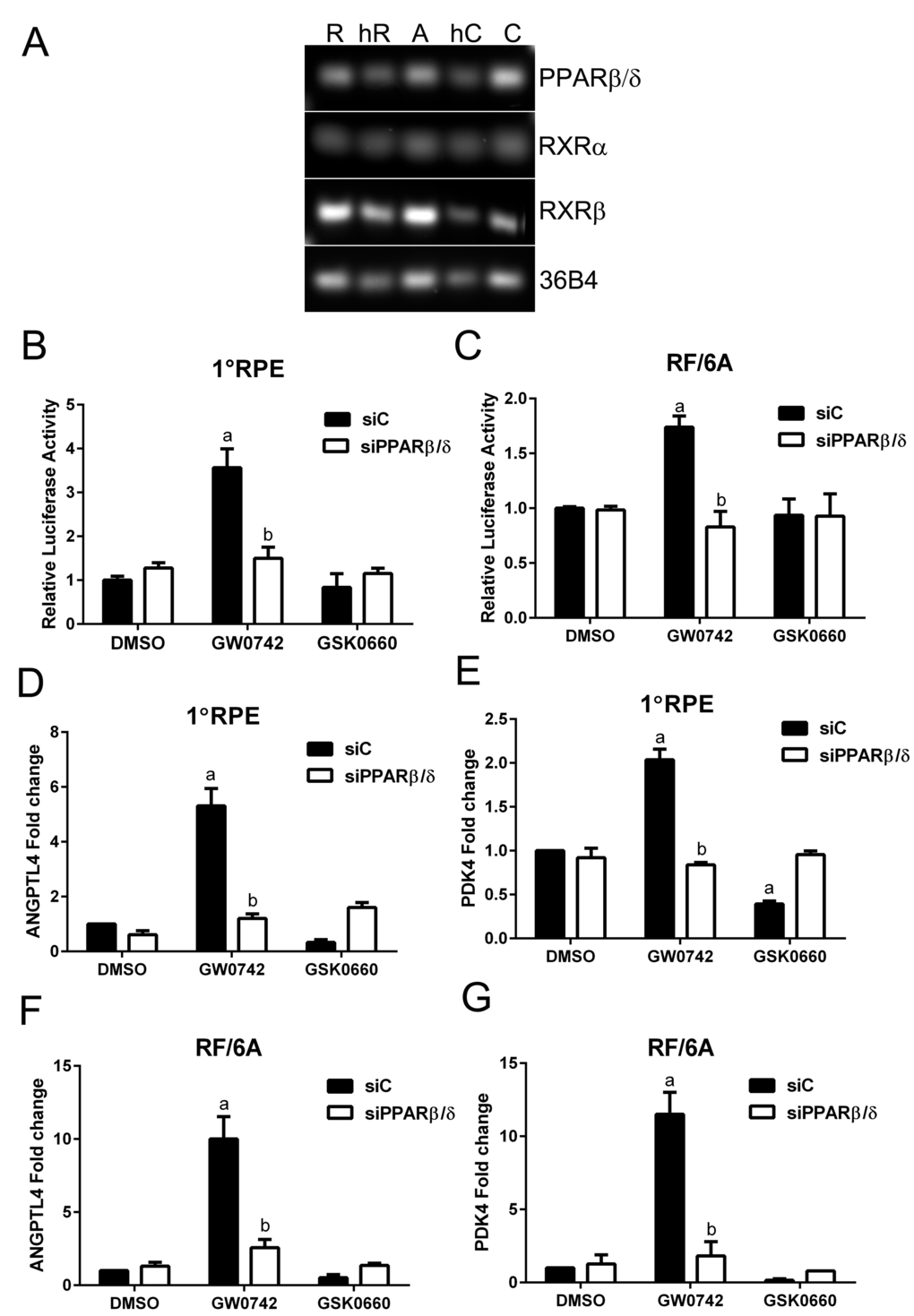 PPARβ/δ signaling pathway is functional in AMD vulnerable cells. (A) Agarose gel image of PCR amplification products of PPARβ/δ and its obligate binding partners RXRα and RXRβ in primary human RPE cells [R], freshly isolated human RPE cells [hR], ARPE19 cells [A], human choroid [hC], and RF/6A cells [C], 36B4 was used as loading control. PPARβ/δ activity in primary RPE (1°RPE) cells (B) and RF/6A cells (C) transfected with the DR1 luciferase reporter and siC or siPPARβ/δ; cells were treated with PPARβ/δ agonist, GW0742 (10μM) or antagonist, GSK0660 (10μM) or DMSO as vehicle control (n = 3): a: p  0.05 relative to DMSO treated cells; b: p  0.05 relative to drug+siC treated cells (p ANGPTL4 and PDK4 mRNA in primary RPE (1°RPE) cells (D and E) and RF/6A (F and G) in siC and siPPARβ/δ (100 pmoles/250,000 cells) treated cells in response to GW0742, GSK0660, or DMSO as a control (n = 3); a: p  0.05 relative to DMSO treated cells; b: p  0.05 relative to drug+siC treated cells (Two way ANOVA, Sidak’s multiple comparisons test).