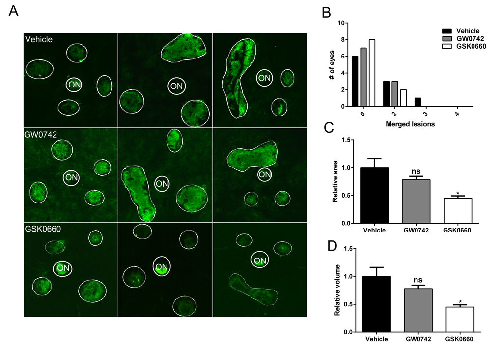 Antagonism of PPARβ/δ pathway attenuates CNV. (A) Choroidal flat-mounts were prepared from 12-13 month-old C57BL/6J (Pparβ/δ+/+) mice subjected to laser CNV and treated with vehicle control (1% DMSO in saline), GW0742 (0.5 mg/kg/day, i.p.), and GSK0660 (1 m/kg/day, i.p.) and stained with isolectin-GS-IB4 (n=10 eyes/group, 40 lesions; ON, optic nerve). Representative images from three eyes/treatment are shown to demonstrate individual and merged CNV lesions (dotted and solid line circles demarcate lesions and ONs, respectively). (B) Distribution of number of eyes with individual versus merged lesions in vehicle control, GW0742 and GSK0660. (C) Relative lesion area/animal was measured using ImageJ (n=10 eyes per group, mean and S.E.M.; *p  0.01, one way ANOVA, Tukey’s multiple comparisons test). (D) Relative lesion volume/animal (n=10 eyes per group, mean and S.E.M. for each group; *p  0.05. ns: not significant, one way ANOVA, Tukey’s multiple comparisons test).