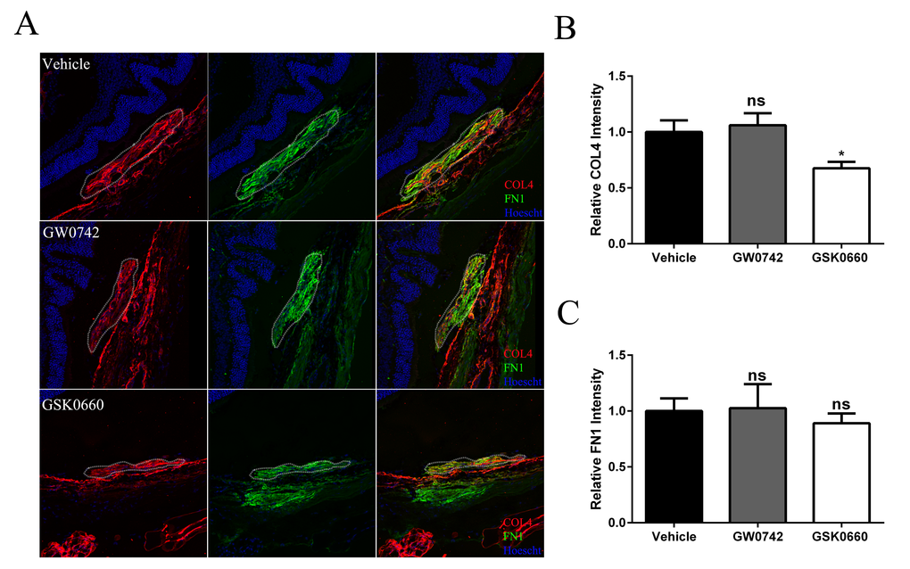 Antagonism of PPARβ/δ decreases accumulation of collagen type 4 in CNV lesions. (A) FN1 (green) and COL4 (red) immunolocalization in CNV lesions of mice treated with vehicle control (1% DMSO in saline), GW0742 (0.5mg/kg/day, i.p.), or GSK0660 (1m/kg/day, i.p.) (dotted oval demarcates the lesion area; nuclei are stained blue with Hoechst; representative images are shown; scale bar = 50 µm). (B) COL4 and (C) FN1 staining intensity was quantified in the CNV lesions using ImageJ (Mean and S.E.M.; n = 3/group; *p  0.01; ns: not significant, one way ANOVA, Tukey’s multiple comparisons test).