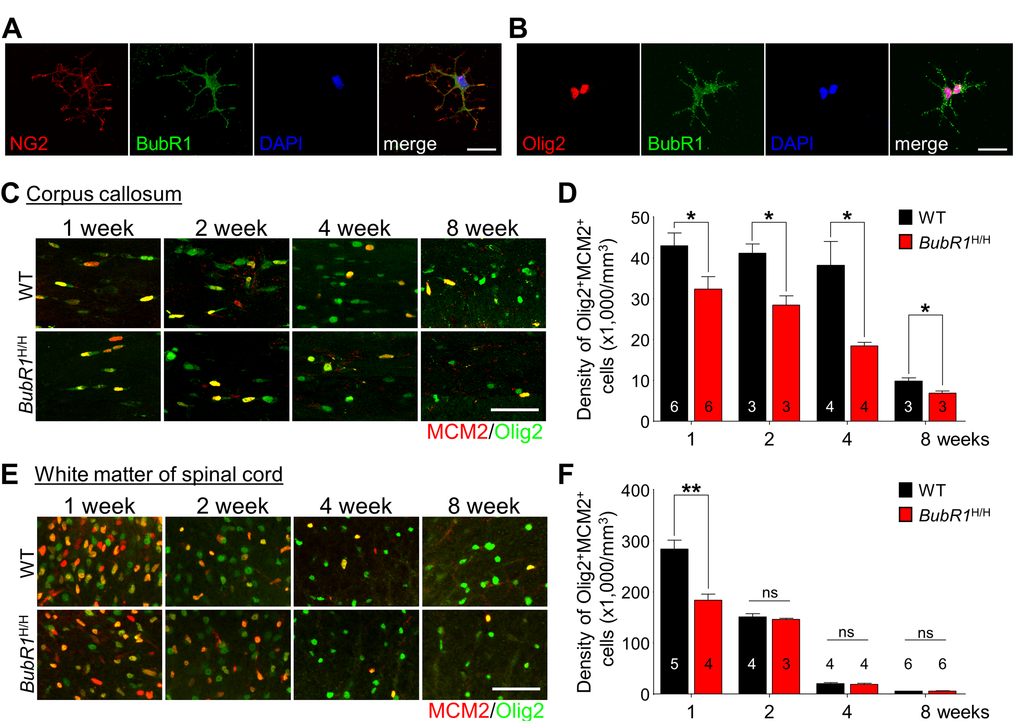 BubR1 insufficiency impairs OPCs proliferation during oligodendrocyte development in the CNS. (A-B) BubR1 expression in isolated primary oligodendrocyte progenitor cells. Representative image of NG2+ cell (a marker for oligodendrocyte progenitor cells) (A). Representative image of Olig2+ cell (a marker for oligodendrocyte lineage cells) (B). Scale bar: 25 µm for (A) and (B). (C-D) The number of proliferating oligodendrocyte lineage cells in the corpus callosum. (C) Representative images of MCM2+Olig2+ cells within the corpus callosum at 1, 2, 4, and 8 weeks old. (D) Quantification of MCM2+Olig2+ cell number in the corpus callosum. Scale bar: 50 µm. (E,F) The number of proliferating oligodendrocyte lineage cells in the white matter of spinal cord. (E) Representative images of MCM2+Olig2+ cells in the white matter of spinal cord at 1, 2, 4, and 8 weeks old. Scale bar: 50 µm. (F) Quantification of proliferating OPCs (Olig2+MCM2+) in the white matter of spinal cord. All values represent mean ± SEM (ns: non-significant, *P P 