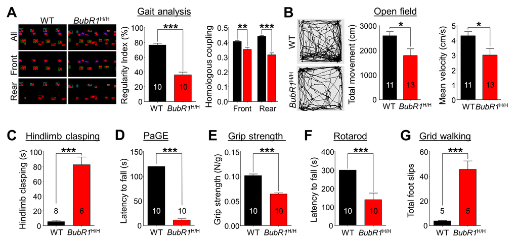 BubR1 insufficient mice exhibit impaired motor function. (A) Gait analysis. The interlimb coordination was analyzed by the Tread-Scan Gait Analysis System. Left: Examples of severe gait abnormality in BubR1H/H mice. Middle: Quantification of symmetry by regularity index (front/rear step). Right: Quantification of homologous coupling (left/right step). (B) Locomotion in open field. Left: Representative exploratory activity traces from WT and BubR1H/H mice. Middle: Quantification of the total distance travelled. Right: Quantification of the mean velocity. Reduced distance moved in the open field chamber is a measure of reduced spontaneous locomotor activity. (C) Hindlimb clasping test. BubR1H/H mice exhibit increased hind limb clasping, indicating a motor function abnormality. (D) Paw grip endurance (PaGE) test, a measure of balance and endurance, indicates BubR1H/H fall sooner than WT littermates. (E) Grip strength test. All-paw grip strength is significantly reduced in BubR1H/H mice. (F) Rotarod test. Performance on a fixed speed rotarod paradigm at 10 rpm was assessed. Quantification of the latency to fall on the rotating platform was significantly reduced in BubR1H/H mice. (G) Grid walking test. BubR1H/H mice exhibit increased total foot slips in the grid walking test. All values represent mean ± SEM (*P P P 