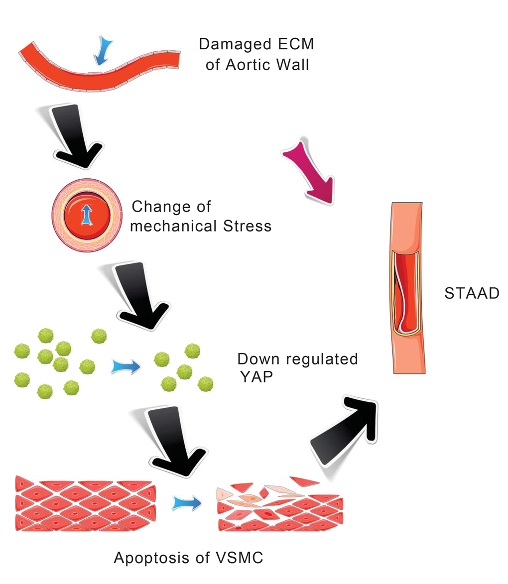 Schematic model showing that the disruption of mechanical stress in ECM induces STAAD and is related to the down-regulation of YAP.