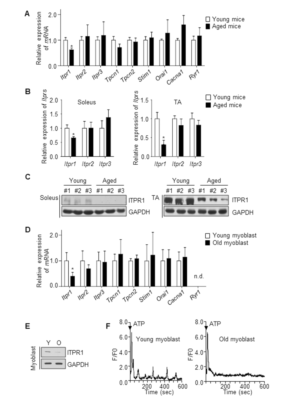 ITPR1 levels are decreased in aged skeletal muscle. (A) qRT-PCR analysis of mRNA levels of Ca2+ regulatory genes, relative to 36b4, in young (6 months) and aged (28 months) mice gastrocnemius muscle. n = 5 for each group. (B) qRT-PCR analysis of Itpr mRNA levels, relative to 36b4, from soleus and TA muscles of young (isolated from 6 month-old mice) and aged (isolated from 28 month-old mice) mice. n = 5 for each group. (C) Immunoblot analysis of ITPR1 protein levels from soleus and TA muscles of young and aged mice, with GAPDH as the loading control. n = 3 for each group. (D) qRT-PCR analysis of mRNA levels of Ca2+ regulatory genes, relative to 36b4, in young (isolated from 3 month-old mice) and old (isolated from 28 month-old mice) primary myoblasts. n = 5 for each group. (E) Immunoblot analysis of ITPR1 protein levels in young and old primary myoblasts, with GAPDH as the loading control. (F) Measurement of extracellular ATP (1 mM)-induced Ca2+ oscillations in a single myoblast from young and old primary myoblast cultures. F/F0 represents the change in fluorescence normalized to resting fluorescence (F0).