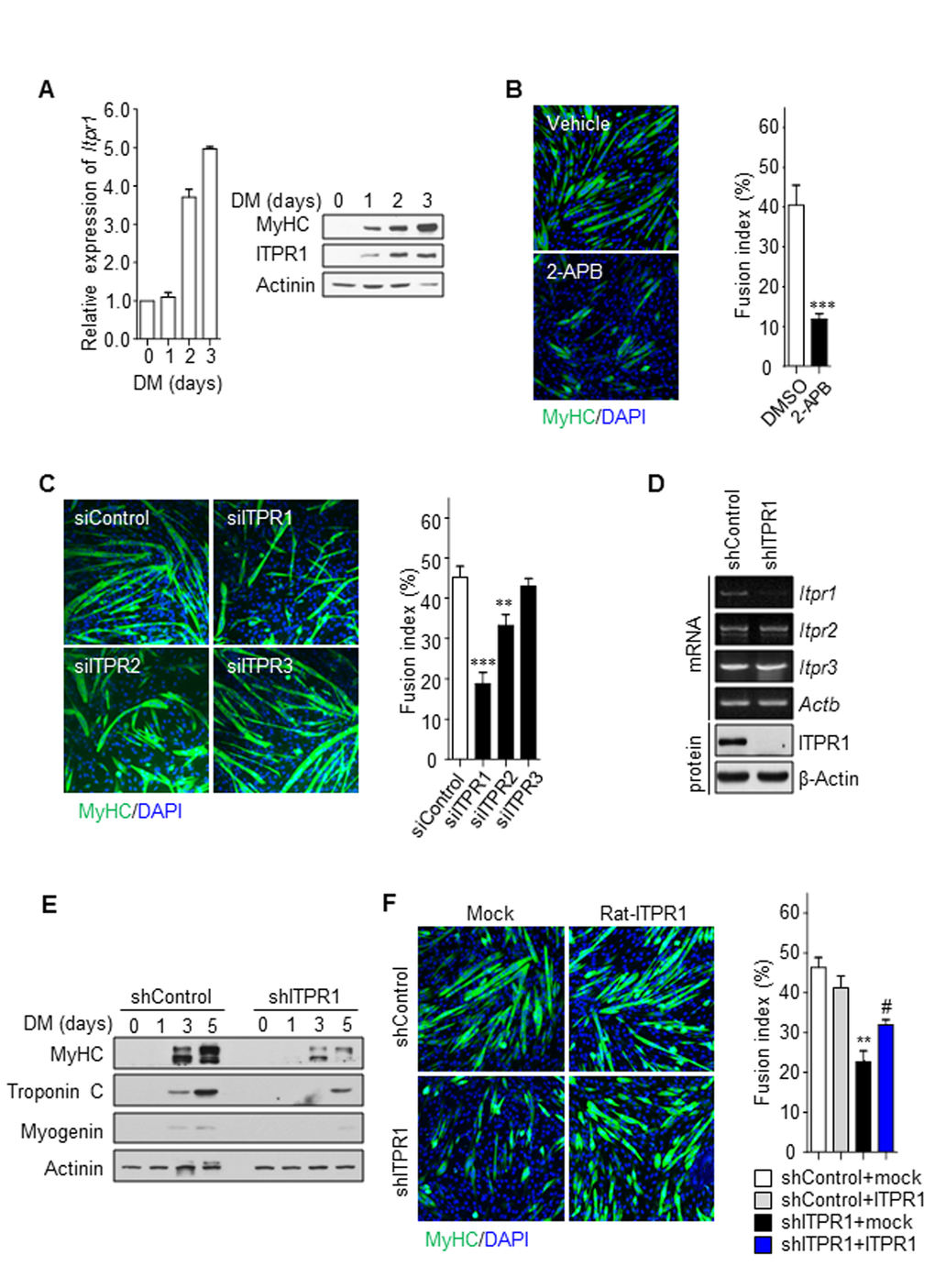 Inhibition of ITPR1 impairs myotube formation. (A) C2C12 myoblasts were induced to differentiate for 3 days and harvested at the indicated time-points. qRT-PCR and immunoblot analysis of mRNA and protein levels for ITPR1 in differentiating C2C12 cells. Actinin was used as the loading control. (B) C2C12 myoblasts were induced to differentiate for 5 days in the presence of 2-APB or vehicle and stained with MyHC (green) antibody and DAPI (blue). (C) C2C12 myoblasts were transfected with siRNA specific for each ITPR isoform or scrambled siRNA, induced to differentiate for 5 days, and stained with MyHC (green) antibody and DAPI (blue). (D) RT-PCR and immunoblot analyses of mRNA and protein levels of the three ITPR isoforms, respectively, in ITPR1-silenced C2C12 myoblasts. β-Actin was used as the loading control. (E) C2C12 myoblasts were transfected with siRNA against ITPR1 or scrambled siRNA. Cells were induced to differentiate for 5 days, harvested at the indicated time-points, and analyzed via immunoblotting with antibodies against MyHC, Troponin C and Myogenin. Actinin was used as the loading control. (F) Stable C2C12 cell lines expressing shRNA against ITPR1 or scrambled shRNA were transiently transfected with rat ITPR1 expression plasmids and induced to differentiate for 5 days, followed by staining with MyHC (green) antibody and DAPI (blue). The fusion index was calculated as the ratio of the number of multinucleated MyHC-positive myotubes to the number of total cells counted based on DAPI staining.