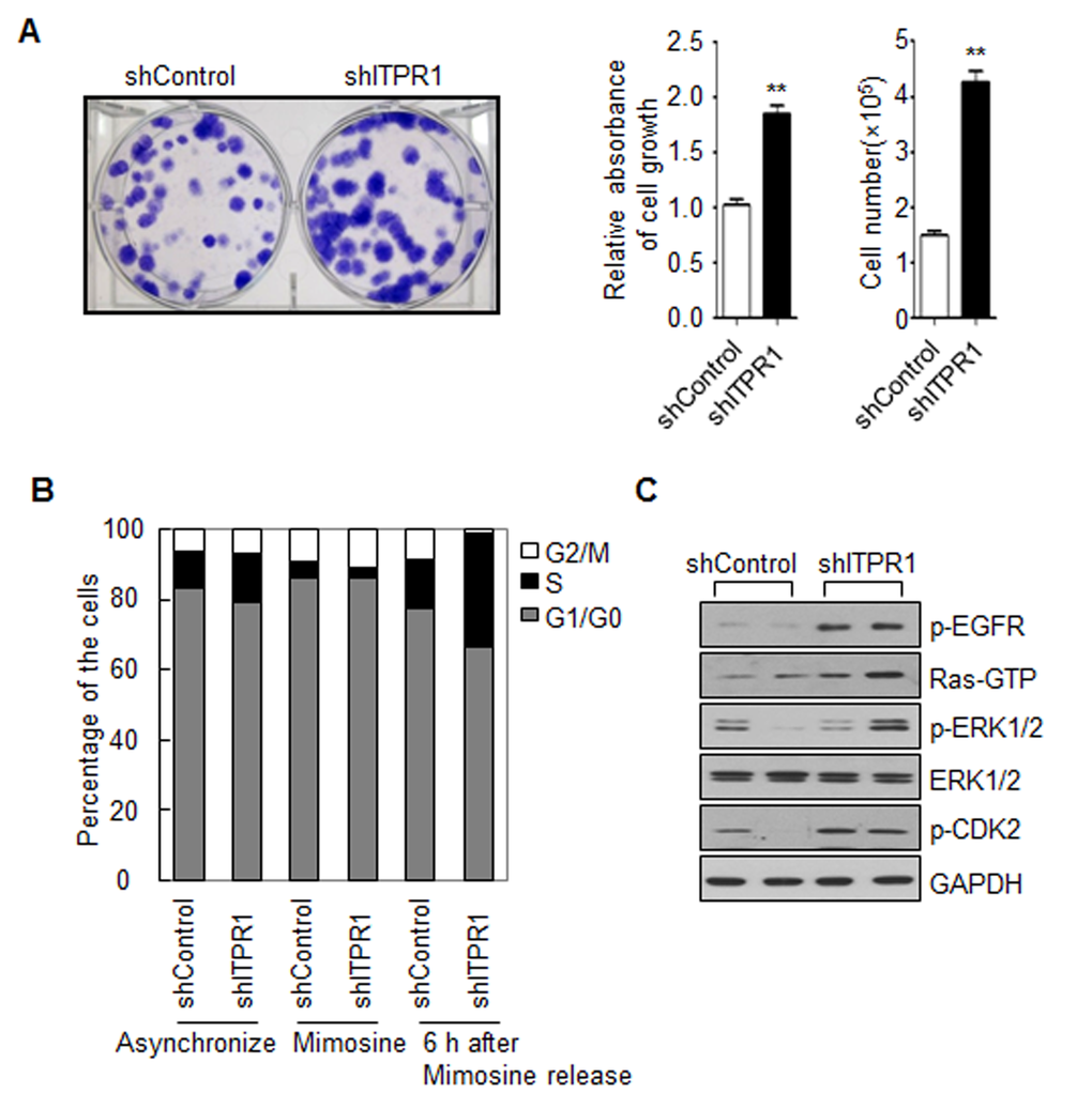 ITPR1 knockdown increases C2C12 cell proliferation through activation of the EGFR-Ras-ERK pathway. (A) ITPR1 knockdown and control C2C12 myoblasts were seeded at a density of 1x102 cells per well in 6-well plates. Cells were allowed to grow for 10 days until small colonies were clearly formed. Colonies were stained with crystal violet solution for 1 h. Cell-bound dye was eluted with a 1:1 solution of 0.1 M sodium citrate, pH 4.2, and ethanol, and absorbance of eluates determined at 590 nm (bottom left). Cell number was measured by direct counting of viable cells in a hemocytometer (bottom right). (B) ITPR1 knockdown and control C2C12 myoblasts were starved with or without mimosine for 24 h and released for 6 h before collection. Cells were permeabilized and stained with PI, prior to FACS analysis. The percentage of cells within each cell cycle phase (G1, S, and G2/M) was determined based on the DNA content. (C) Cell lysates from ITPR1 knockdown C2C12 myoblasts were analyzed by immunoblotting with anti-phospho EGFR, anti-Ras (GTP-bound form), anti-phospho ERK1/2, anti-ERK1/2, and anti- phospho CDK2 antibodies, with GAPDH as the loading control. s counted based on DAPI staining.