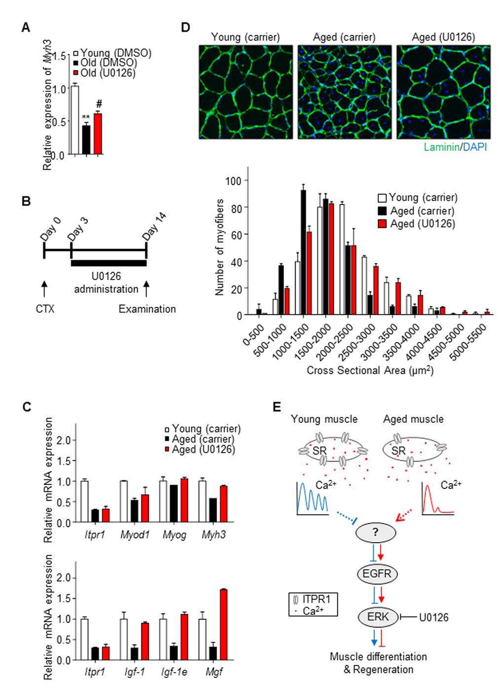 Restoration of aged muscle by ERK inhibition. (A) Old primary myoblasts were induced to differentiate in the presence or absence of U0126 (5 μM) for 2 days. Myh3 mRNA levels was measured relative to 36b4 using qRT-PCR. (B) Scheme of the in vivo experimental procedure. Mouse TA muscles were injected with 50 μl of 20 μM CTX using an insulin syringe at day 0. Three days after CTX injury, U0126 was injected intraperitoneally (10 mg/kg) daily. Control young and aged mice were injected with carrier solution for 14 days. (C) qRT-PCR analysis of mRNA expression of Itpr1, myogenesis regulatory genes (Myod1, Myog, Myh3) and muscle hypertrophic regulatory genes (Igf-1, Igf-1e, Mgf), relative to 36b4, in TA muscles of young, U0126- and carrier- injected aged mice. n = 3 for each group. (D) Representative immunohistochemistry images of Laminin (green) and DAPI (blue) staining of TA muscle fibers from U0126- and carrier- injected mice 14 days after CTX injury. Cross-sectional areas of muscle fibers were measured using NIS-Elements Microscope Imaging software (Nikon) and fiber size distributions are presented as means ± S.D (n = 3 for each group). (E) Schematic illustration of our model