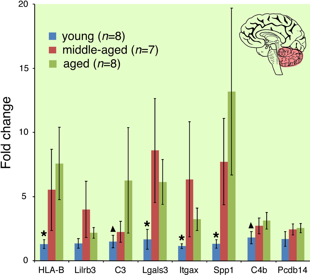 Cerebellar immune transcript expression increases with age in community-dwelling adults. Asterisk indicates gene expression in young cohort significantly different from middle-aged and aged cohorts (p