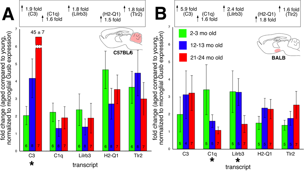 Microglial-specific expression of immune transcripts found upregulated with age in whole tissue (A) C57BL/6 cerebellum and (B) BALB hypothalamus. Values in each bar depict number of biological replicates. With the exception of C3 expression in the C57BL/6 cerebellum, no transcripts increase microglial expression with age. Values in the boxes above each graph show overall changes in transcript expression from whole tissue RT-qPCR experiments.