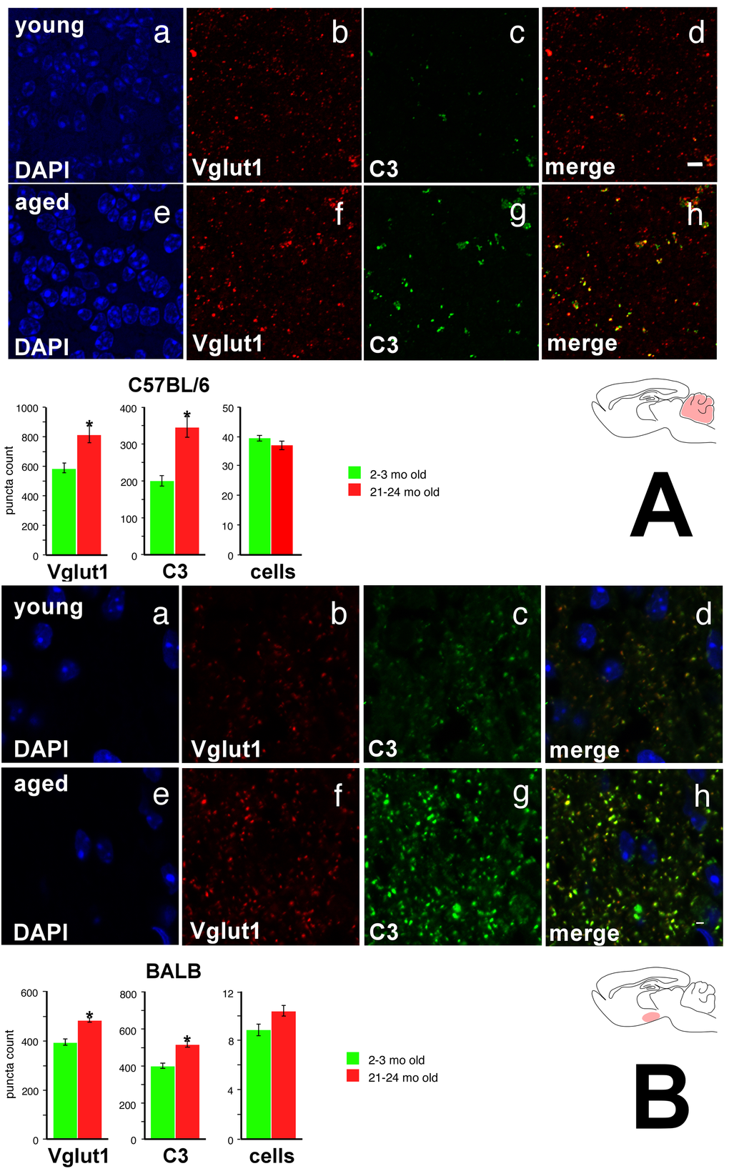 Vglut1 and C3 show increased expression in the cerebellar internal granule cell layer of the aged C57BL/6 mouse and in the hypothalamic arcuate nucleus of the aged BALB mouse. (A) C57BL/6 cerebellar internal granule cell layer. a DAPI stain, young. b Vglut1 immunoreactivity, young. c. C3 immunoreactivity, young. d Merge, young. Note significant colocalization of Vglut1 and C3 staining, particularly for more intense puncta. e DAPI, aged. f Vglut1, aged. g C3, aged. h Merge, aged. Bottom: Quantification of Vglut1, C3, and DAPI. (B) BALB hypothalamic arcuate nucleus. Panels a-h as above. Again, note significant colocalization of Vglut1 and C3 staining, particularly for more intense puncta. Asterisk denotes p