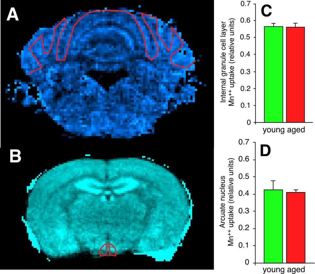 Synapses in the cerebellar internal granule cell layer of the aged C57BL/6 mouse and in the hypothalamic arcuate nucleus of the aged BALB mouse have functional deficits in excitatory amino acid neurotransmission. (A) Scaled difference MRI image of mouse cerebellum at approximately bregma -6.96 mm. Regions with higher Ca++ uptake are brighter on this colormap. The red line depicts the region-of-interest (ROI) drawn to include the internal granule cell layer. (B) Scaled difference MRI image of mouse hypothalamus at approximately bregma -1.46 mm. (C, D) Despite both regions demonstrating increased expression of regional-appropriate vesicular glutamate transporters, there is no evidence of increased post-synaptic Ca++ uptake in either the cerebellar internal granule cell layer (C) or the hypothalamic arcuate nucleus (D).