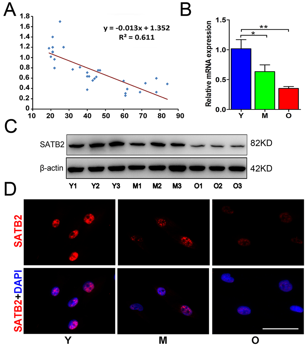 SATB2 expression in AB-BMSCs declines with age. (A) Correlogram showed inverse correlation between SATB2 expression and age. SATB2 mRNA (B) and protein (C) levels decreased with age. (D) Immunofluorescence of AB-BMSCs in different ages demonstrated decreased SATB2 expression with aging. *p 