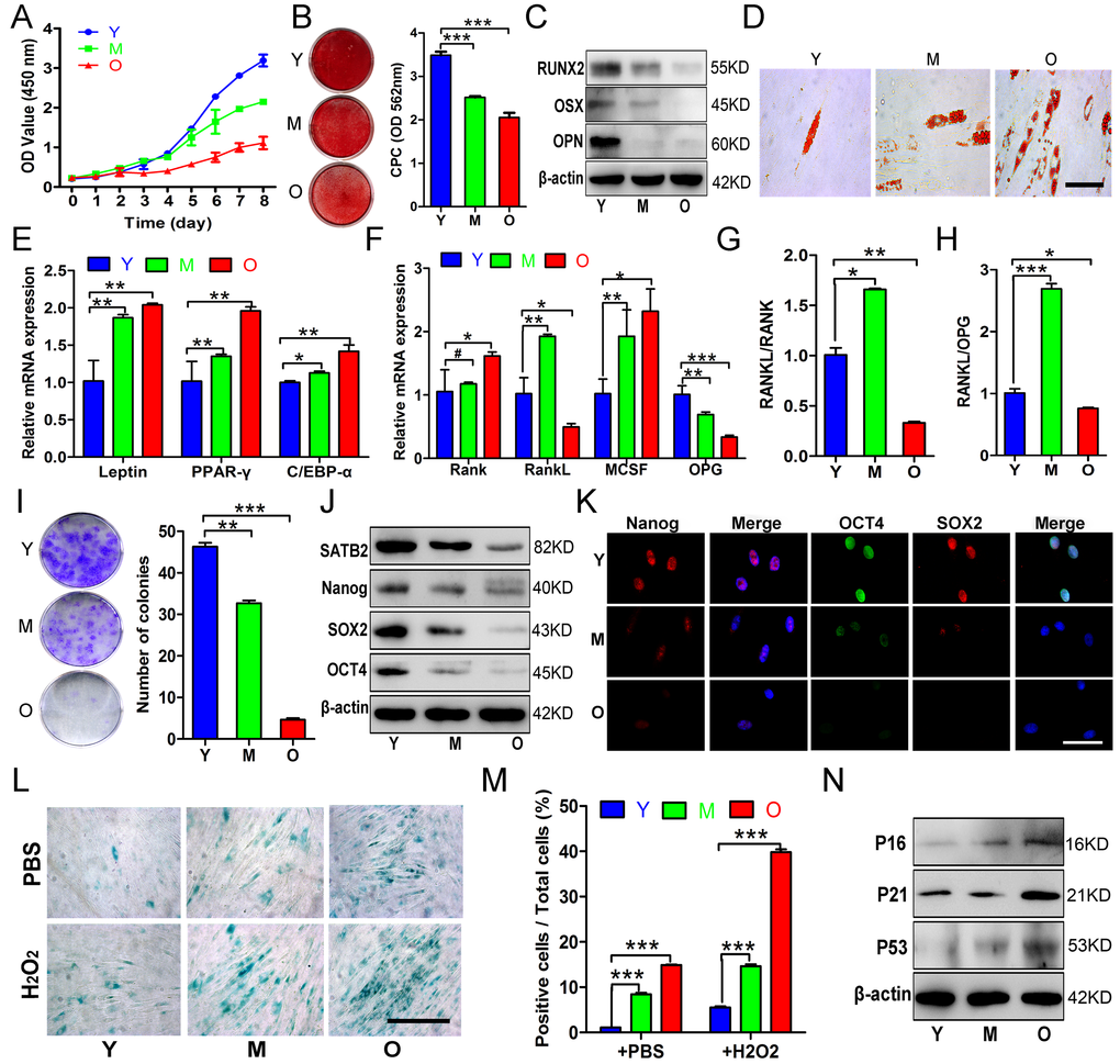 Age-related properties of AB-BMSCs. (A) Decreased proliferation rates of BMSCs in group O as compared with Y, M groups was detected using CCK8 assay. (B, C) Decreased osteogenic differentiation of AB-BMSCs in M and O group in relative to Y group was observed by Alizarin red staining and osteogenic markers expression at day 14 after induction. (D, E) Enhanced adipogentic ability of AB-BMSCs associated with age as detected by oil red staining and higher mRNA levels of adipogenic markers at day 14 after induction. (F, G, H) The expression of RANK, RANKL, M-CSF and OPG, and the ratios of RANKL/RANK and RANKL/OPG were measured in different groups of AB-BMSCs as indicated. (I) More colony-forming units were observed in BMSCs from Y group than M and O group. (J, K) Western blot and immunofluorescence assays revealed decreased SATB2, Nanog, SOX2 and OCT4 protein expression associated with ages in different groups of AB-BMSCs as indicated. (L, M) SA-β-Gal staining revealed more senescent AB-BMSCs and the cells were easier to induce senescence under oxidative stress in M and O groups. (N) Western blot results showed higher P16, P21 and P53 expression in M and O groups compared to Y group. #p> 0.05, *p