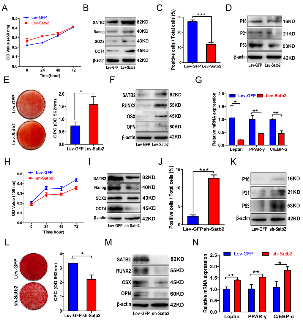 Gain and loss of function in SATB2 related to the properties of AB-BMSCs. (A) Ectopic SATB2 overexpression in AB-BMSCs from O group had no significant influence on cell proliferation. (B) Upregulated SATB2, Nanog, SOX2 and OCT4 expression was observed in BMSCs transfected with SABT2 overexpression lentivirus. (C) SATB2 overexpression on AB-BMSCs from O group decreased the number of SA-β-Gal positive cells and downregulated P16, P21 and P53 expression as compared with cells infected with empty vector. (D, E, F) SATB2 overexpression on AB-BMSCs from O group enhanced osteogenic differentiation as demonstrated by stronger Alizarin red staining and higher SATB2, RUNX2, OSX and OPN expression as compared with control cells at day 14 after osteogenic induction. (G) The mRNA levels of adipogenic markers Leptin, PPAR-γ and C/EBP-α were decreased in SATB2 overexpression in AB-BMSCs from O group as compared with control cells at day 14 after adipogenic induction. (H) SATB2 knockdown in AB-BMSCs from Y group inhibited cell proliferation. (I) Downregulated SATB2, Nanog, SOX2 and OCT4 expression was detected upon endogenous SATB2 silencing. (J, K) Increased SA-β-Gal positive cell and upregulated P16, P21 and P53 expression were observed in SATB2 knockdown cells. (L, M) SATB2 knockdown in AB-BMSCs from Y group exhibited lower osteogenic differentiation as shown by weaker Alizarin red staining and lower SATB2, RUNX2, OSX and OPN expression as compared with control cells at day 14 after osteogenic induction. (N) The mRNA levels of adipogenic markers Leptin, PPAR-γ and C/EBP-α were increased in SATB2 knockdown in AB-BMSCs from Y group as compared with control cells at day 14 after adipogenic induction. *p