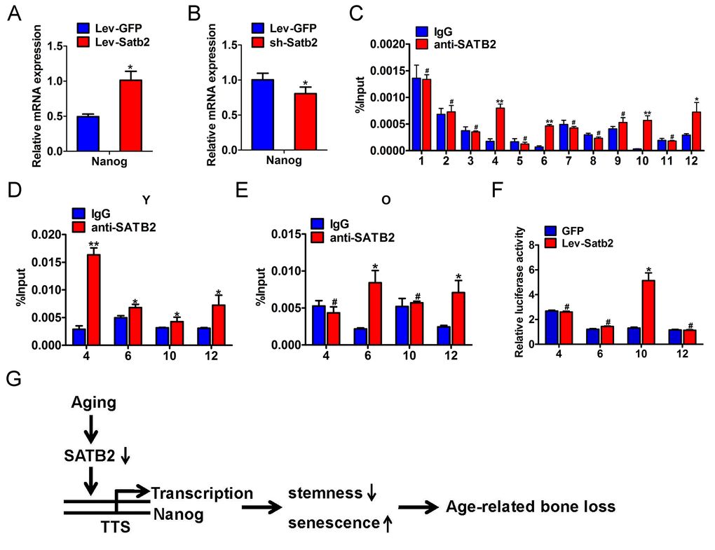 SATB2 binds to human Nanog promoter and promotes its transcription in AB-BMSCs. The mRNA levels of Nanog were determined by real-time PCR upon SATB2 overexpression (A) and knockdown (B) in AB-BMSCS. (C) Twelve primers were designed to cover the human Nanog promoter region and used to identify binding sites of SATB2 by ChIP assay. Four putative SATB2-binding sites in Nanog promoter region were identified. The relative enrichment of these four putative binding sites of SATB2 in AB-BMSCs from young (D) and older donors (E). (F) Luciferase reporter assays indicated that the luciferase activity was significantly increased in reporter containing the binding site 10. (G) Schematic diagram illustrating the roles of SATB2-Nanog axis in aging-related properties of AB-BMSCs. #p> 0.05, *p